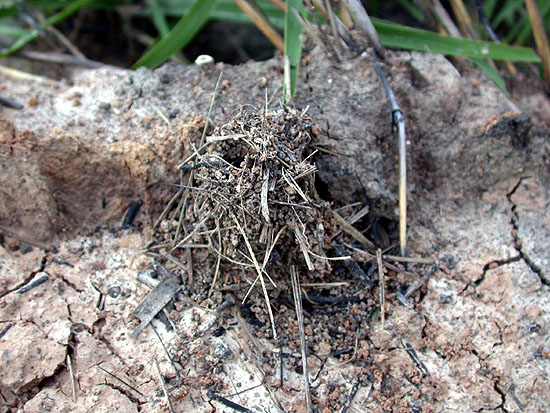 FIGURE 1b FIGURE 1b
